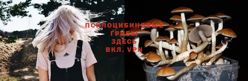 Псилоцибиновые грибы Cubensis Алушта